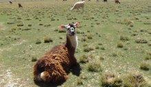 Perou - Lama