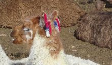 Perou - Lama